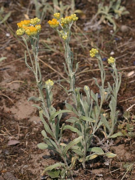 Sand-Strohblume