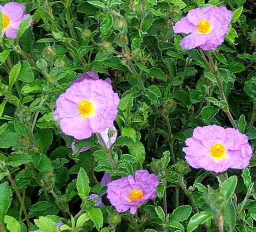 Kretische Zistrose