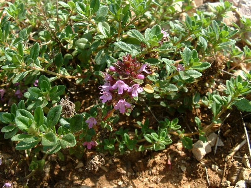 Sand-Thymian