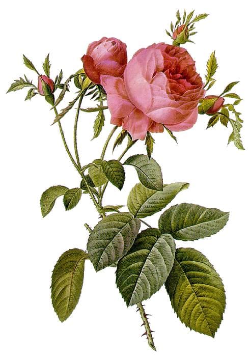 Rosenblüten