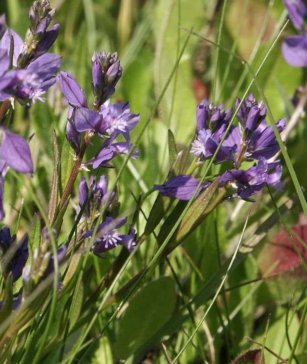 Kreuzblume