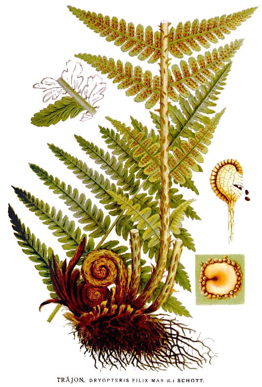 Wurmfarn