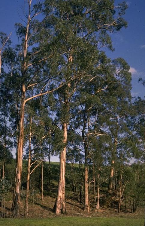 Blauer Eukalyptus