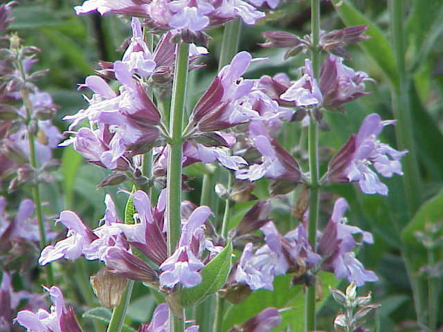 Salbei