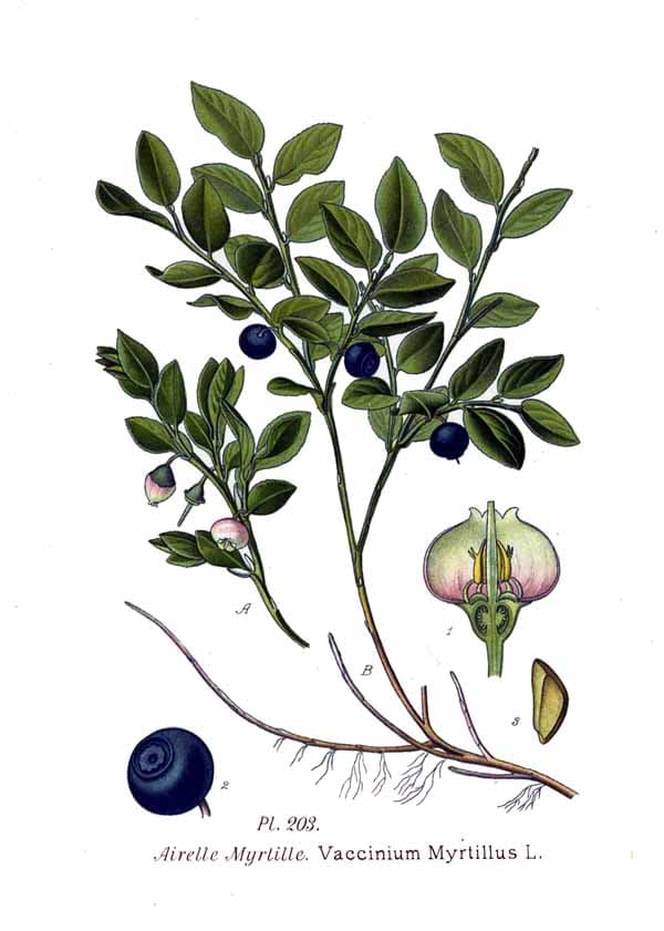 Heidelbeere