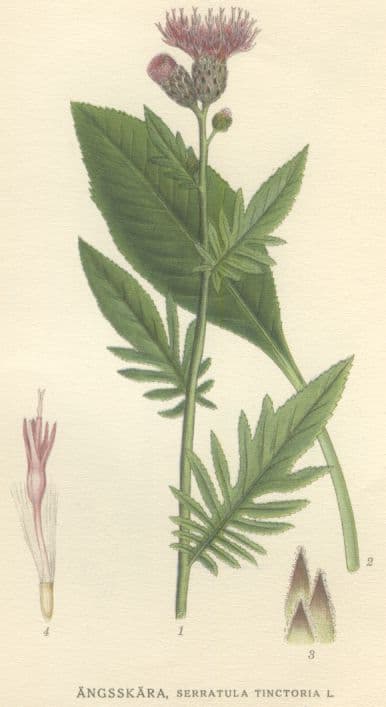 Scharte