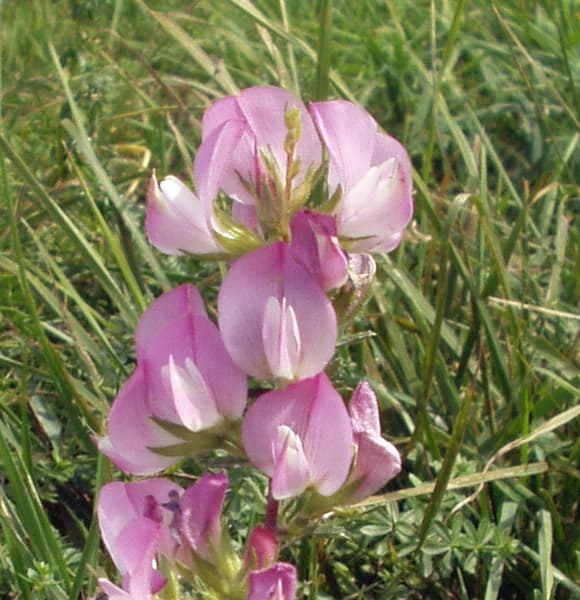 Hauhechel