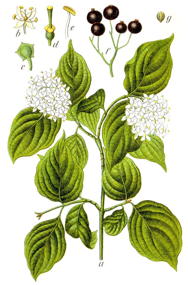 Hartriegel