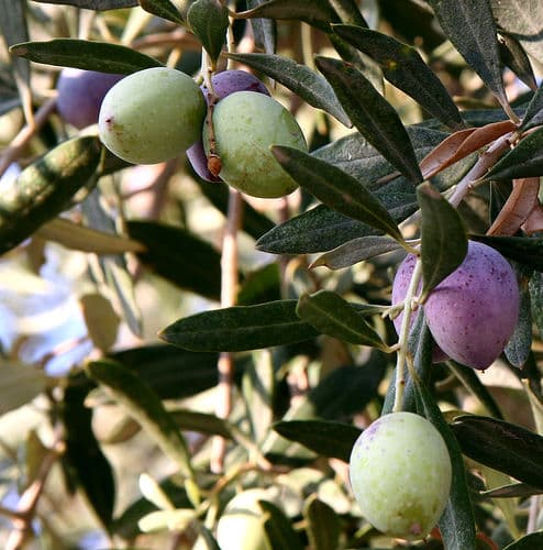 Olivenbaum