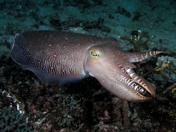 Tintenfische