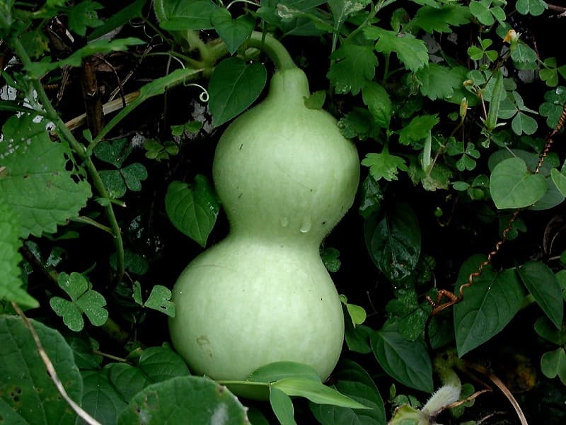 Flaschenkürbis