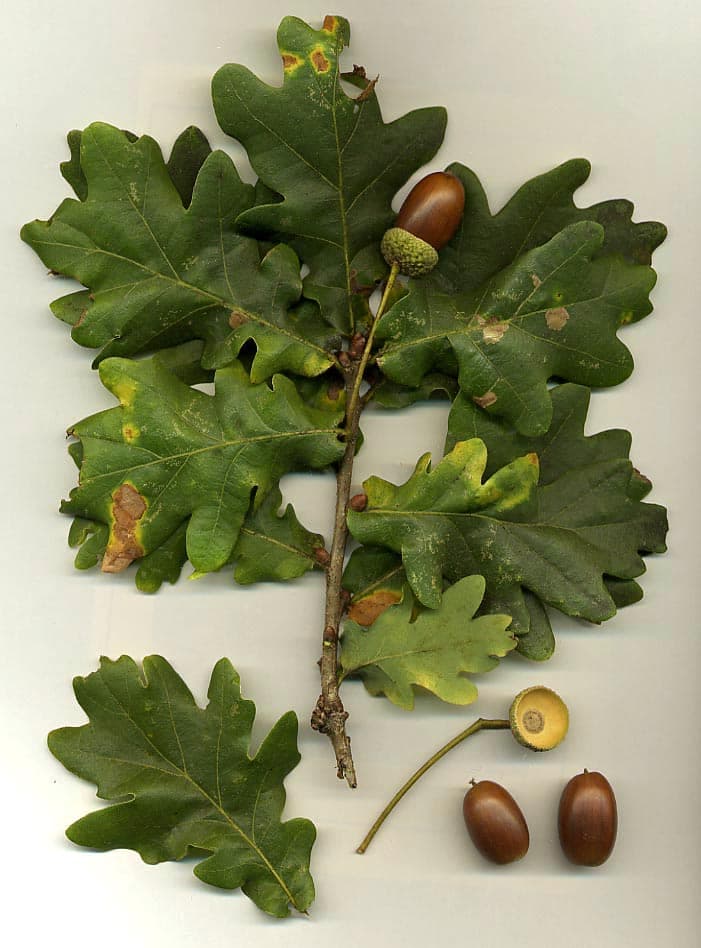 Stieleiche