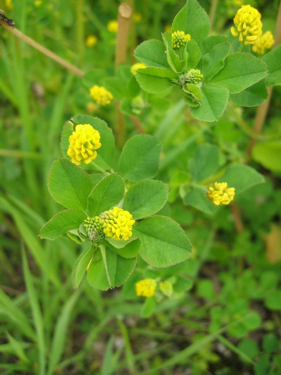 Hopfenklee