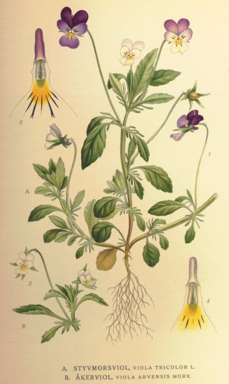 Wildes Stiefmütterchen