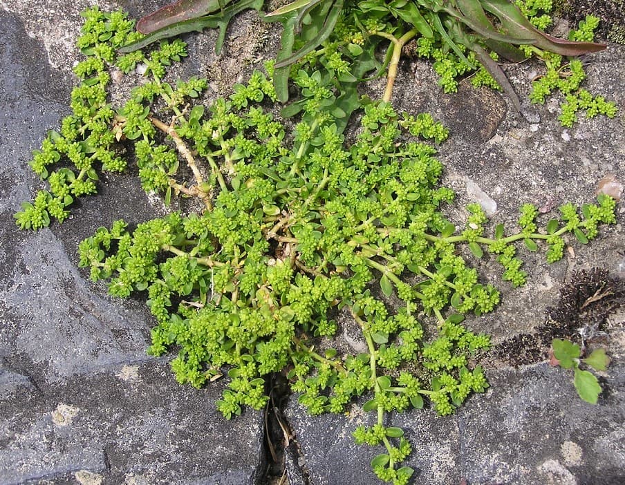 Kahles Bruchkraut