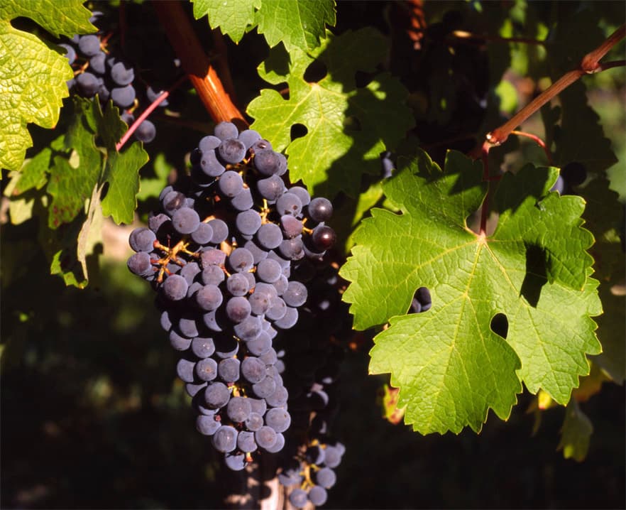 Weinrebe