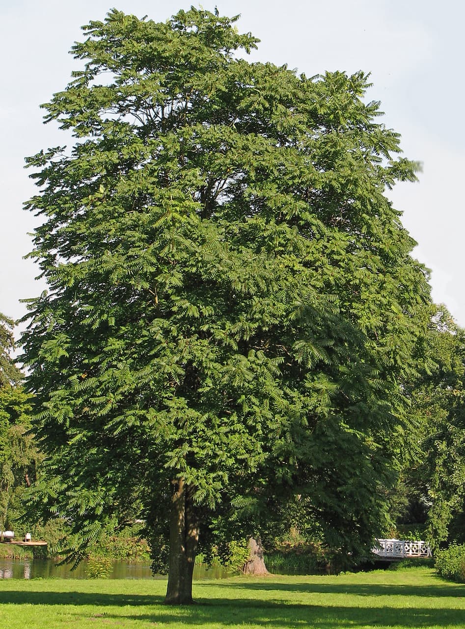 Götterbaum