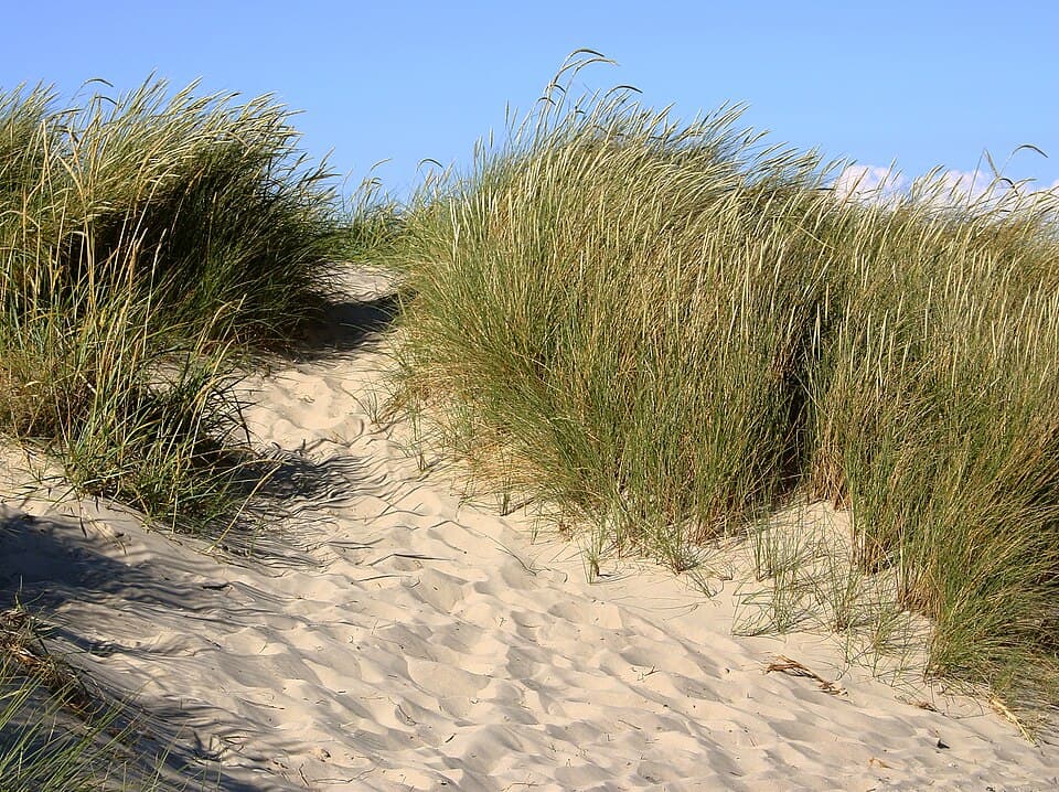 Gewöhnlicher Strandhafer