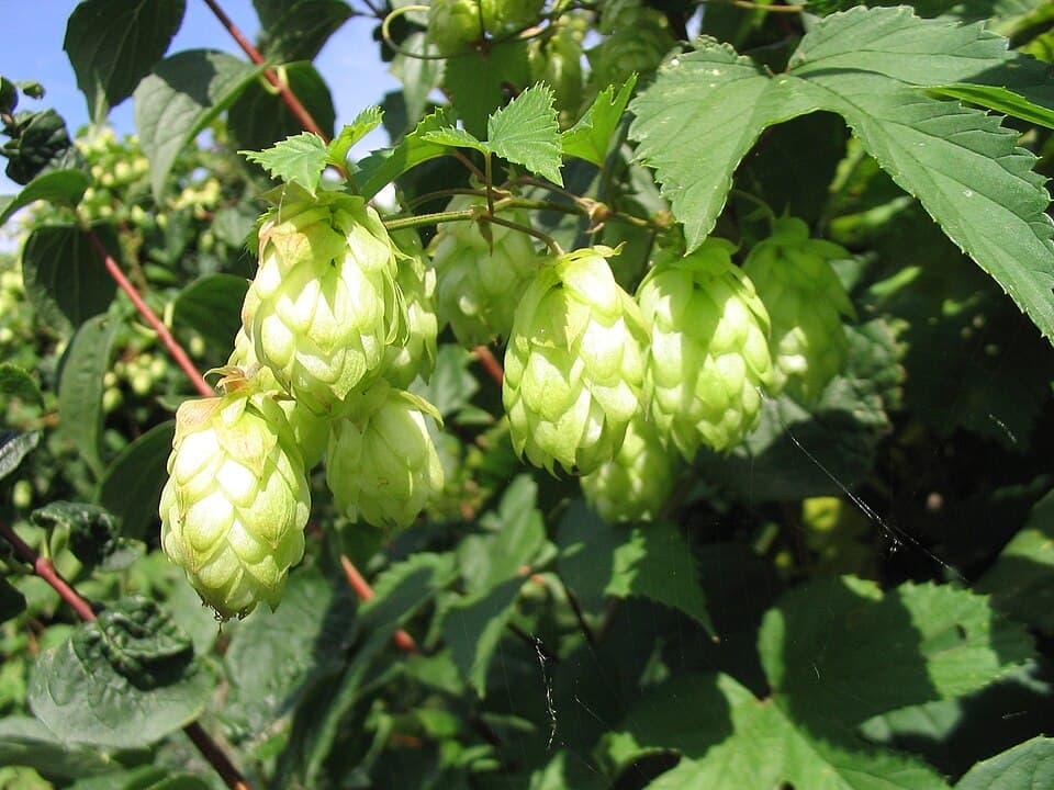 Hopfen