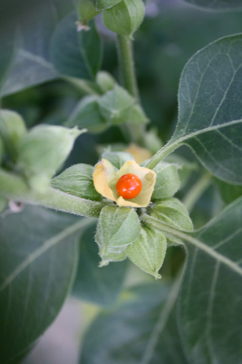 Schlafbeere
