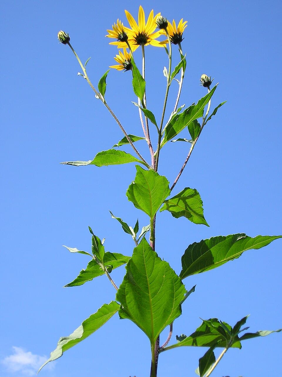Topinambur