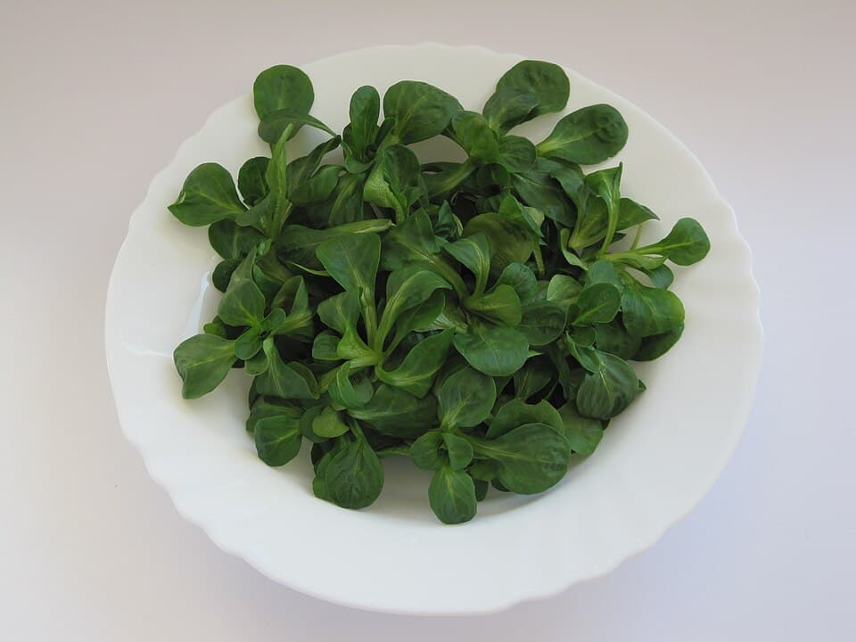Gewöhnlicher Feldsalat