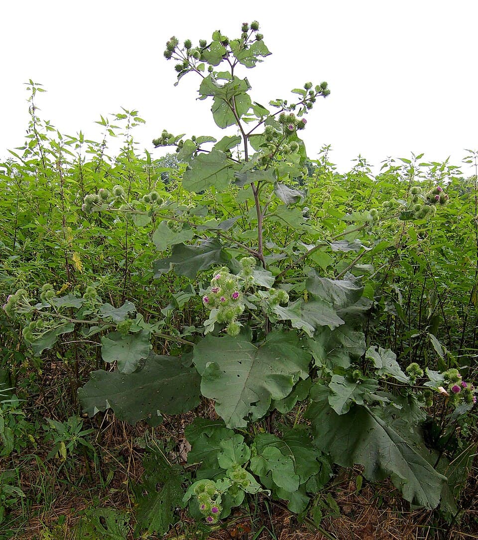 Große Klette