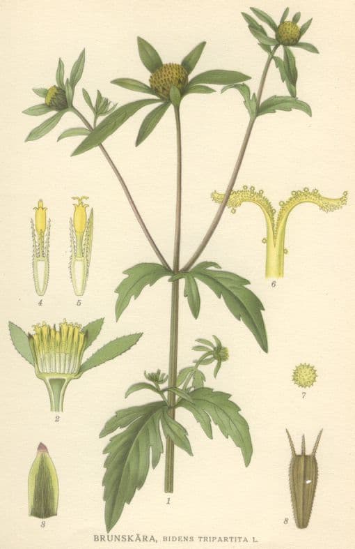 Zweizahn