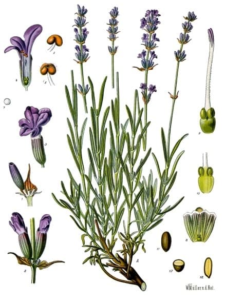 Echter Lavendel