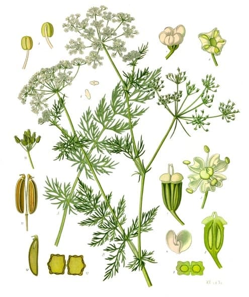 Kümmel