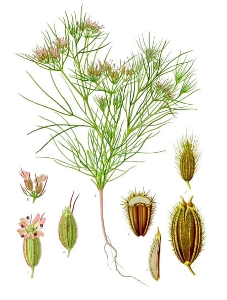 Kreuzkümmel