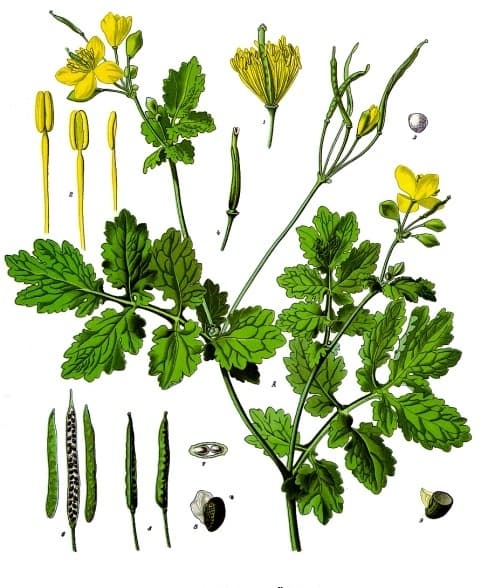 Schöllkraut