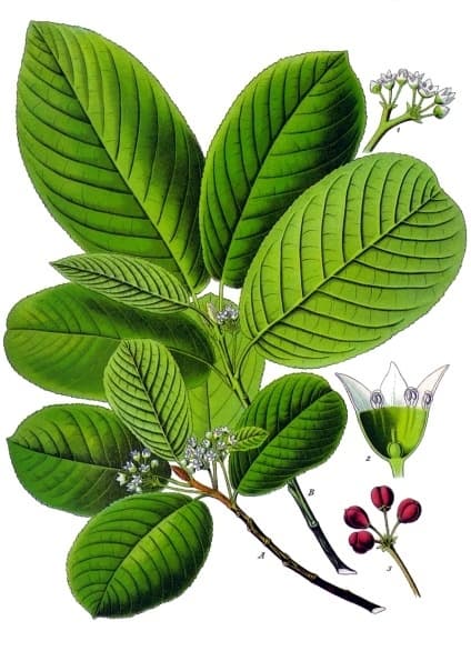 Cascara (Amerikanischer Faulbaum)