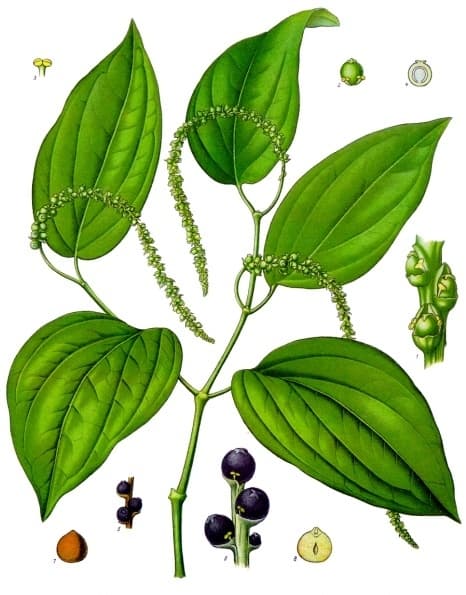 Pfeffer