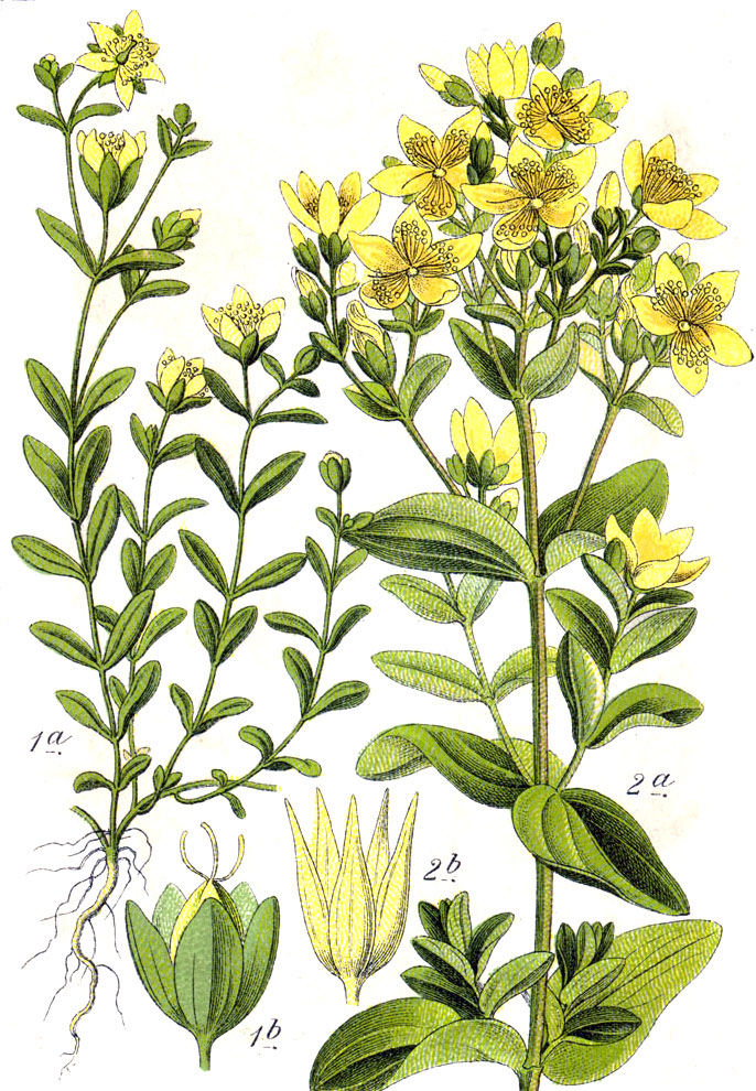 Flügeliges Johanniskraut