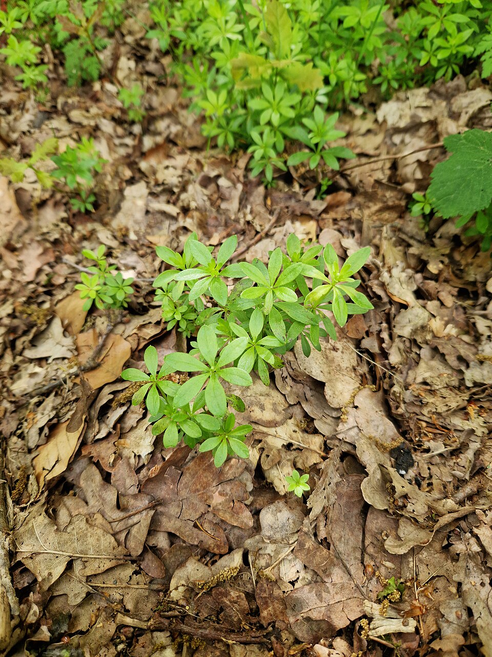 Waldmeister