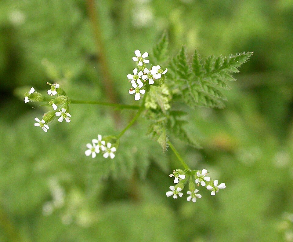 Hunds-Kerbel