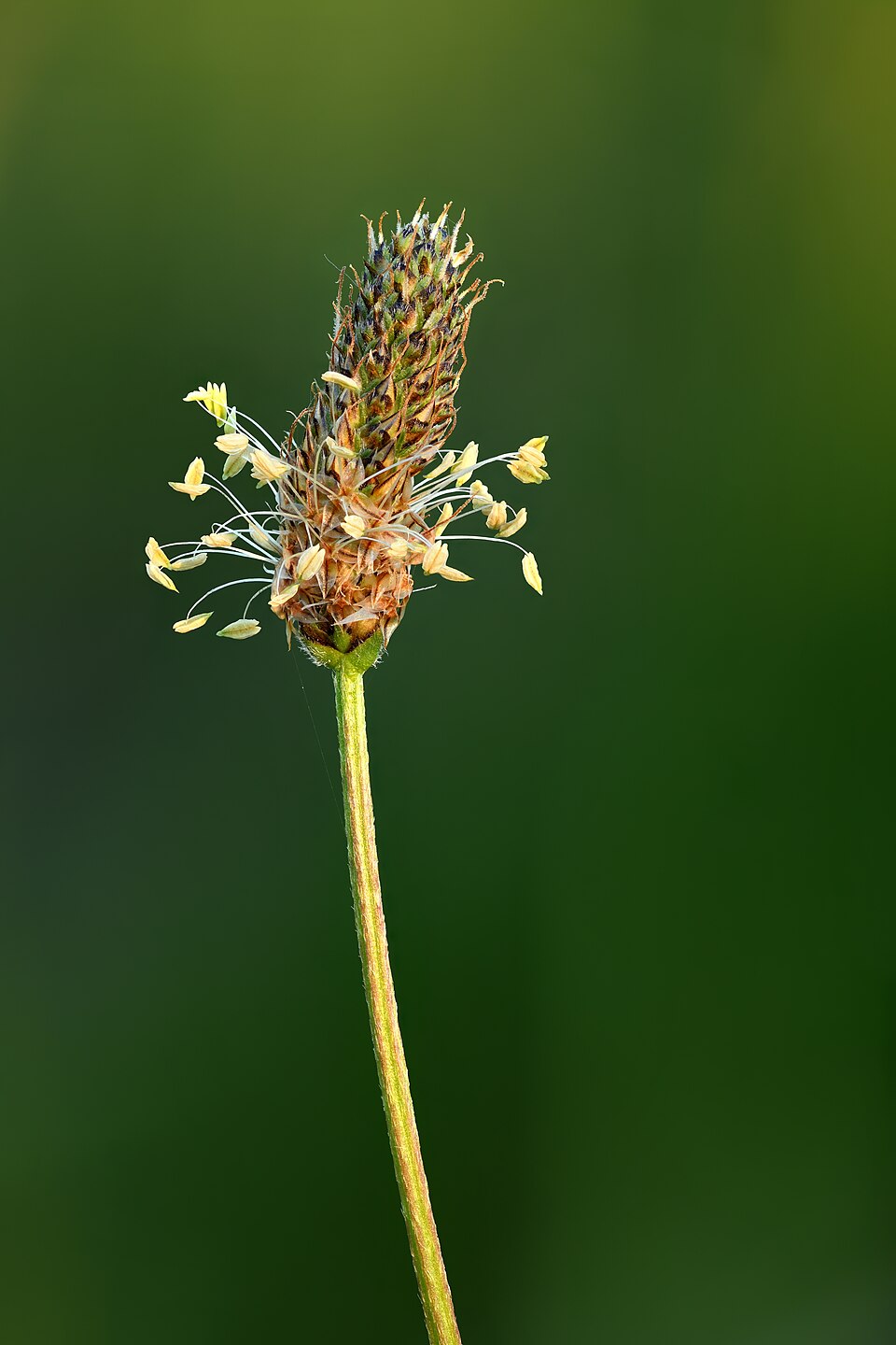 Spitzwegerich