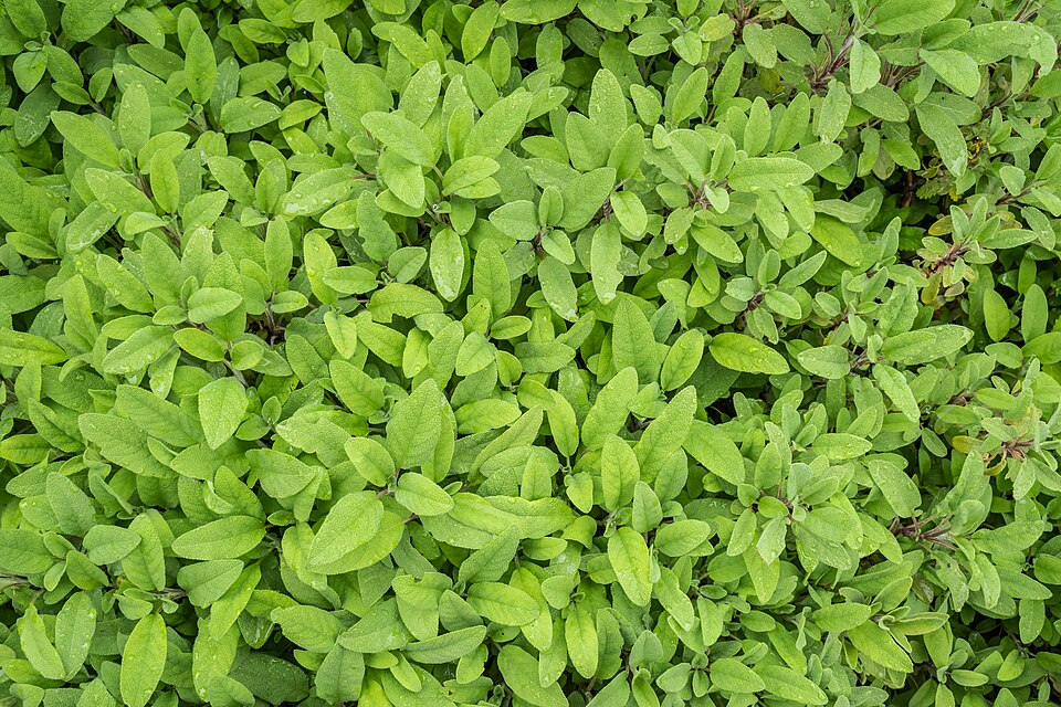 Salbei