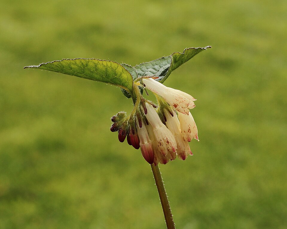 Gewöhnlicher Beinwell