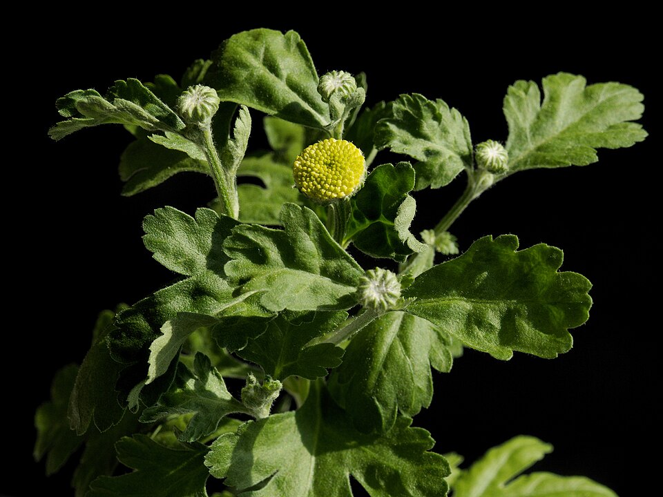 Mutterkraut